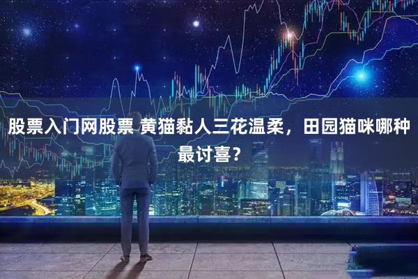 股票入门网股票 黄猫黏人三花温柔，田园猫咪哪种最讨喜？